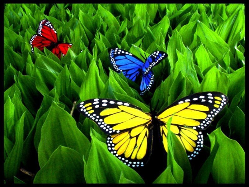 Three Colorful Butterflies — Yellow