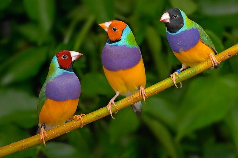Three Colorful Finches