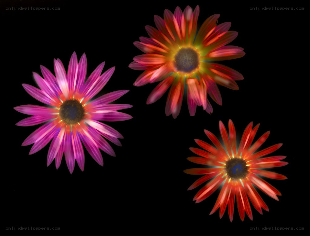 Three colorful flowers on black