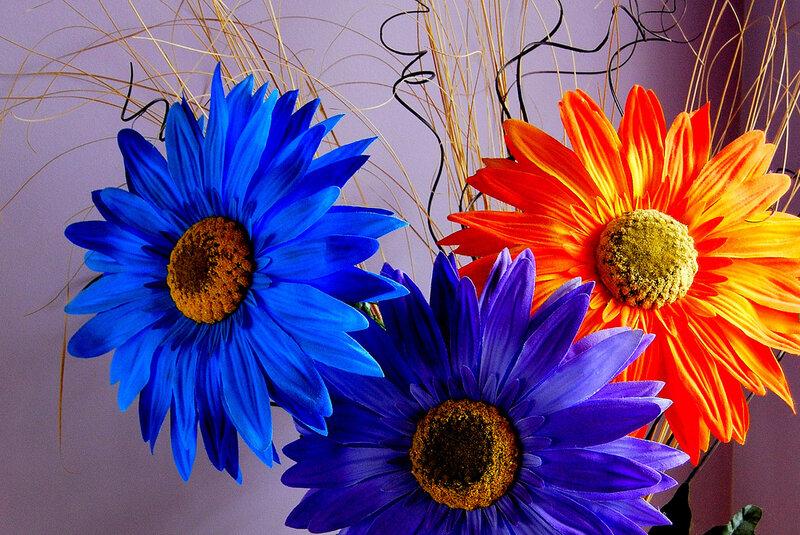 Three Colorful Flowers