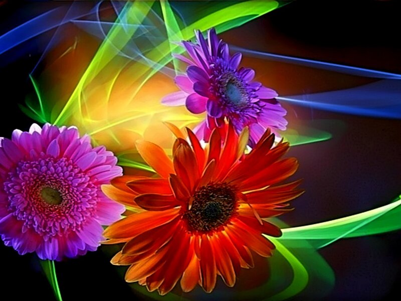 Three Colorful Gerbera Daisies — Purple