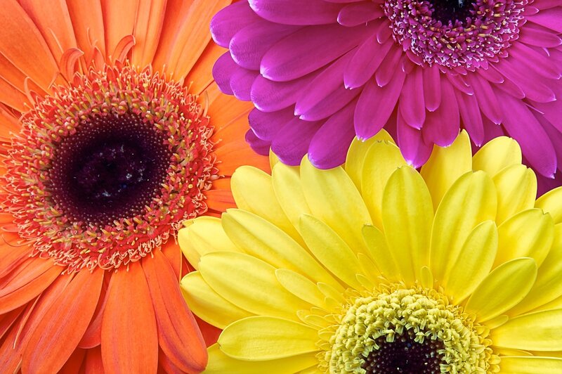 Three Colorful Gerbera Daisies