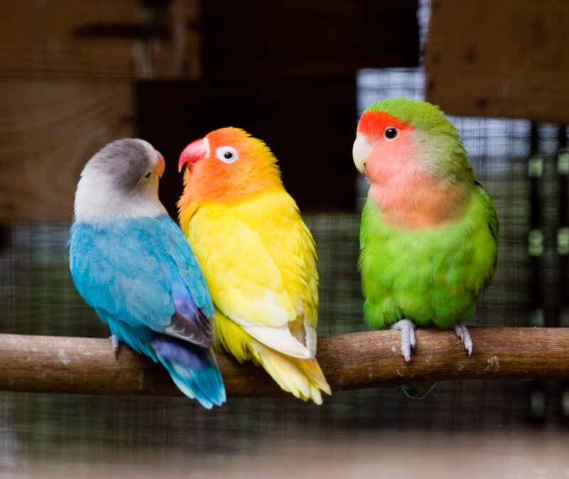 Three colorful lovebirds on a perch