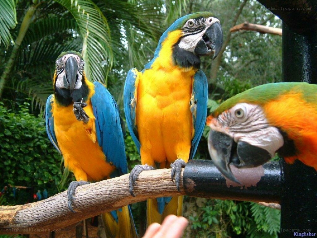Three colorful macaws on a branch