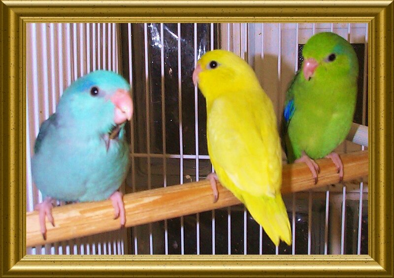 Three colorful parrotlets in a cage