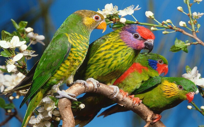 Three Colorful Parrots — Green, Calm, Spring, Photograph, Birds