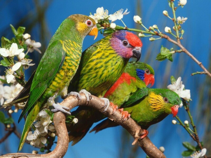 Three Colorful Parrots — Green, Calm, Spring, Photograph, Branch, Flowers, Blue Sky