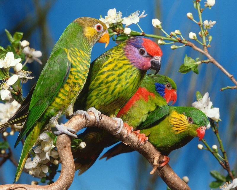 Three Colorful Parrots — Green, Calm, Spring, Photograph, Branch
