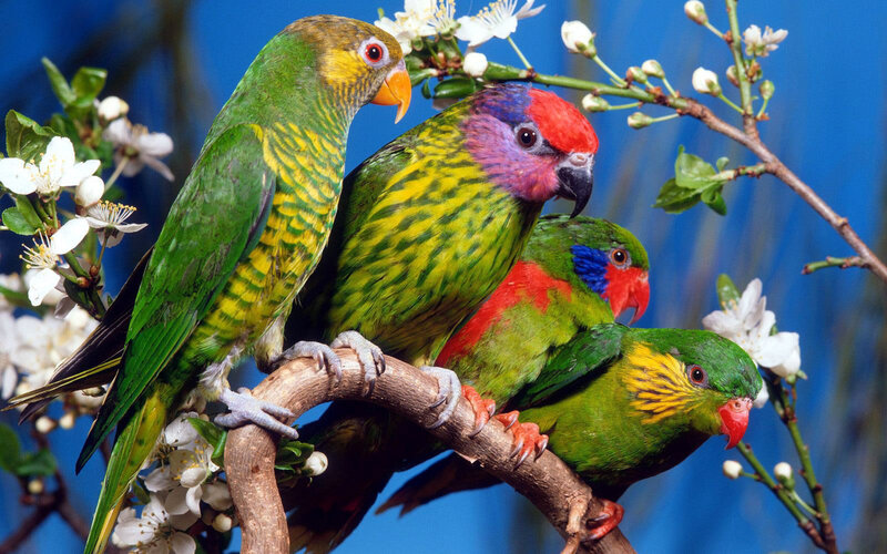 Three Colorful Parrots — Green, Calm, Spring, Photograph