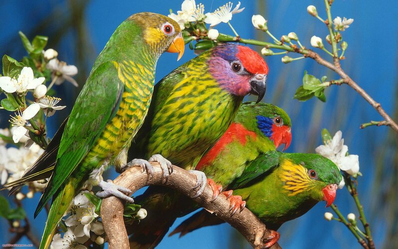 Three Colorful Parrots — Green, Calm, Spring