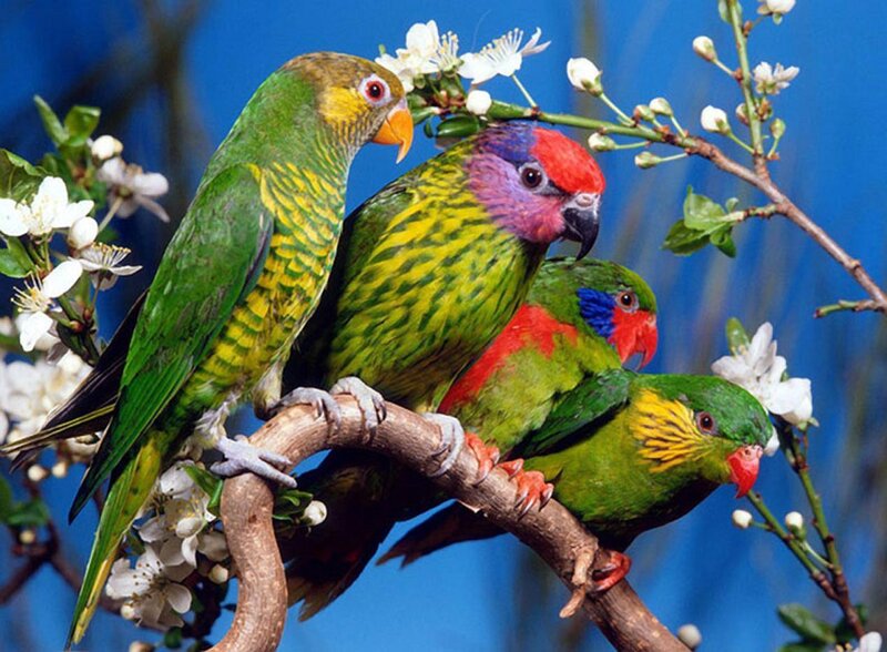 Three Colorful Parrots — Green