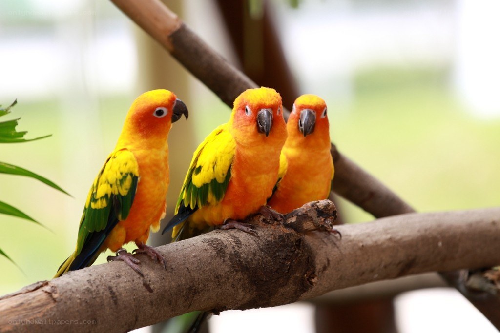 Three colorful parrots on a branch