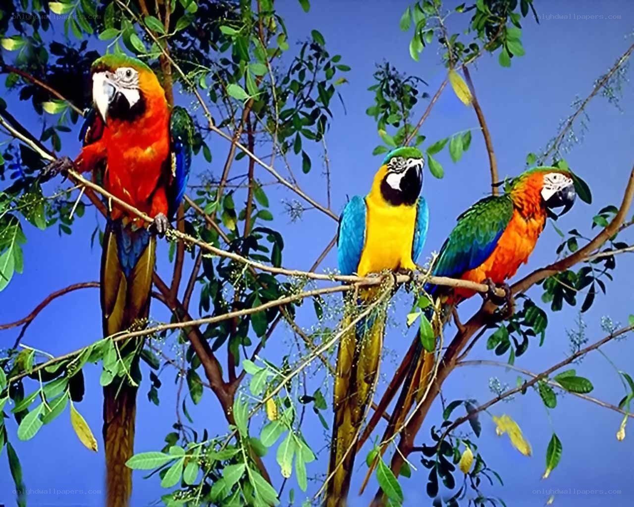 Three colorful parrots on a branch