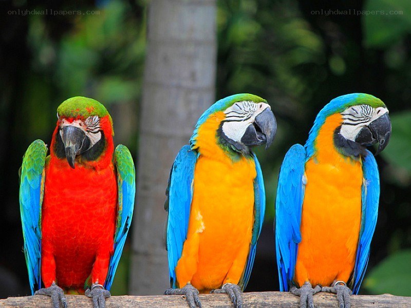 Three colorful parrots on a branch