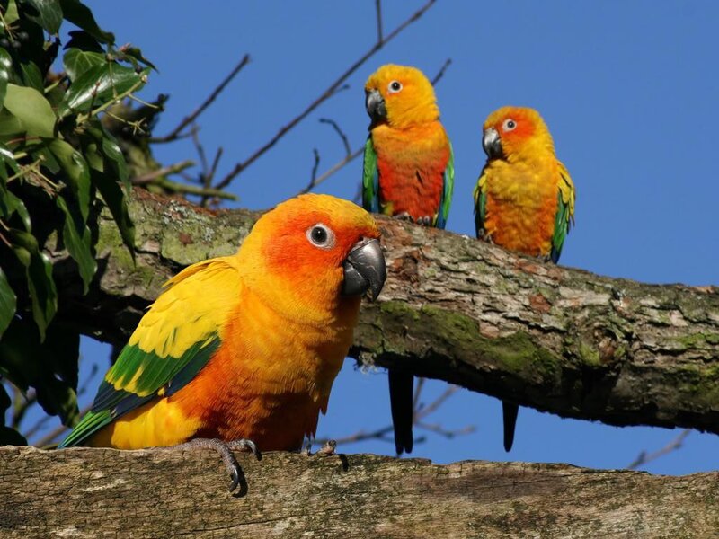 Three colorful parrots on a branch