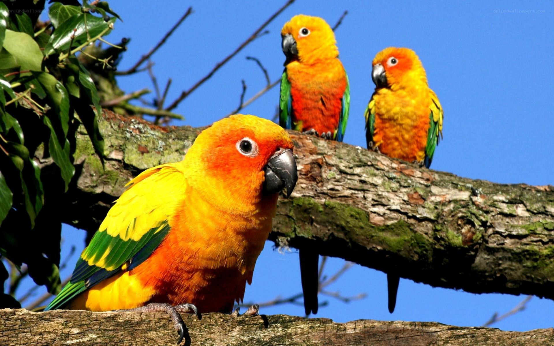 Three colorful parrots on a branch
