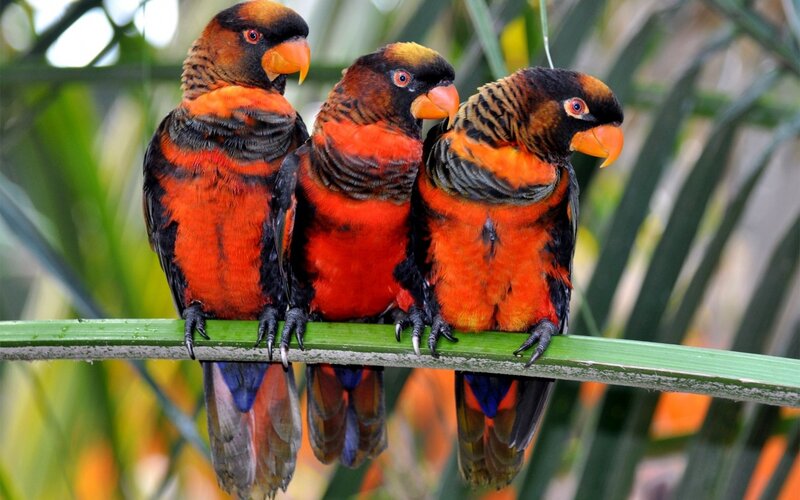 Three Colorful Parrots — Orange
