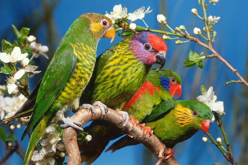 Three Colorful Parrots
