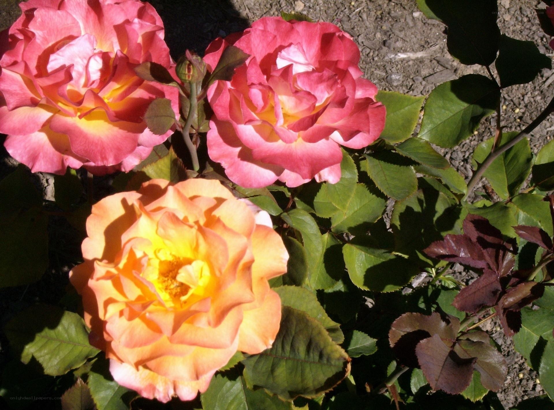 Three colorful roses in bloom