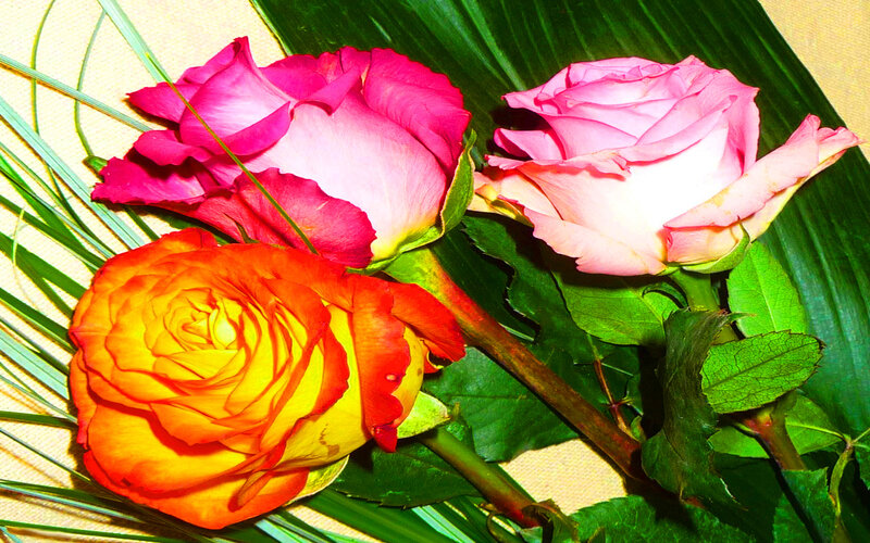 Three colorful roses on green leaves