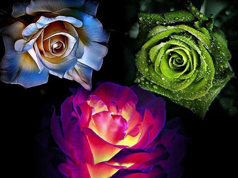 Three Colorful Roses