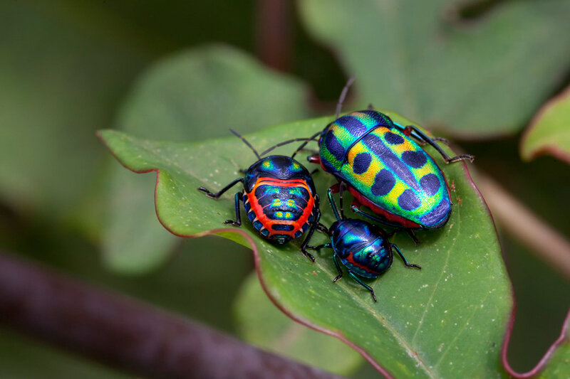 Three Colorful Shield Bugs