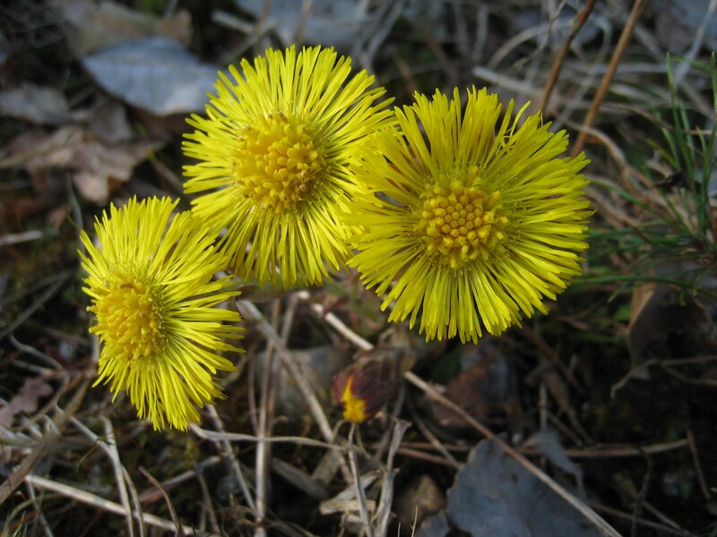 Three Coltsfoot Flowers