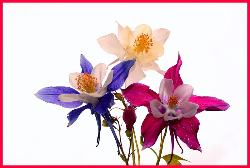 Three Columbine Flowers