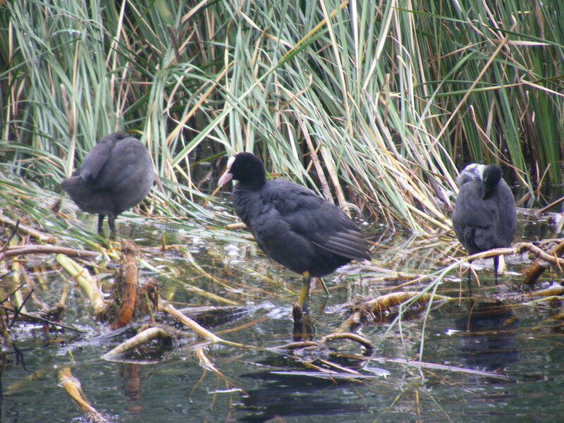 Three coots in reeds