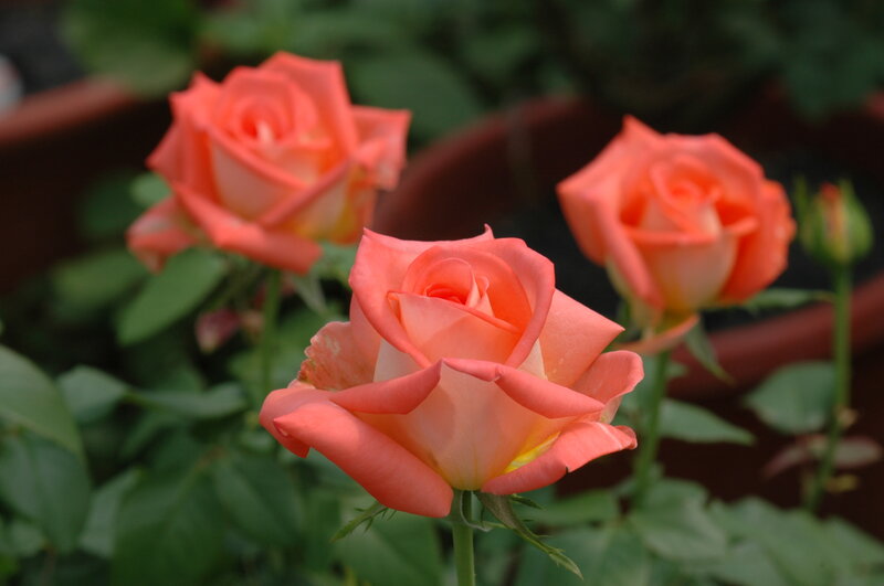 Three Coral Roses — Calm
