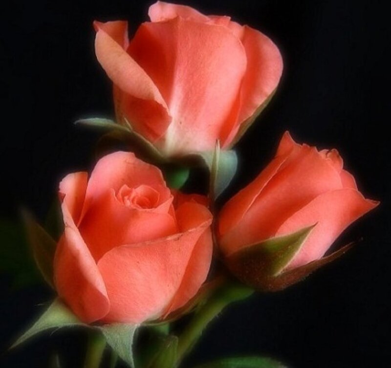 Three Coral Roses — Dramatic