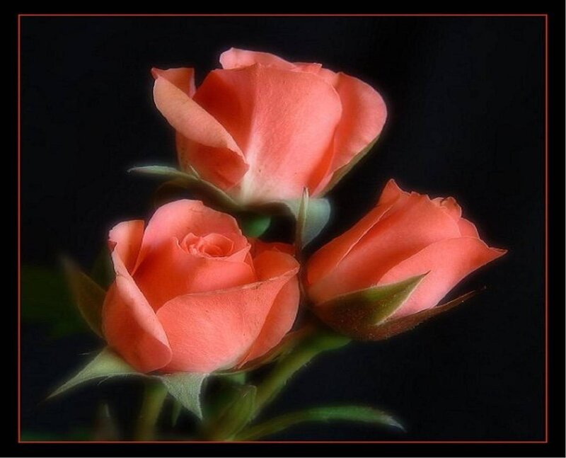 Three coral roses on black