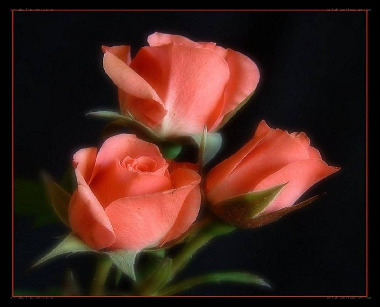 Three coral roses on black