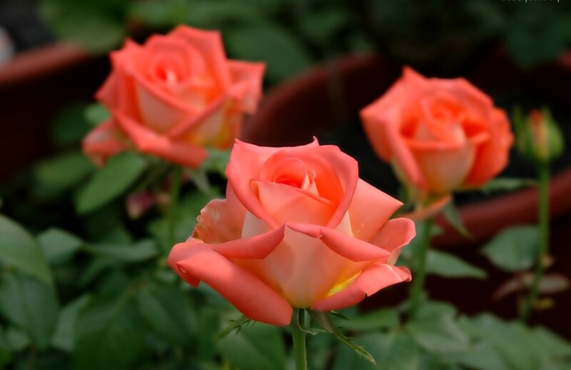 Three Coral Roses — Serene