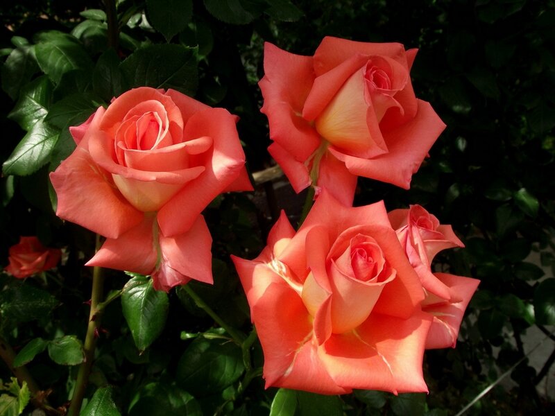 Three Coral Roses