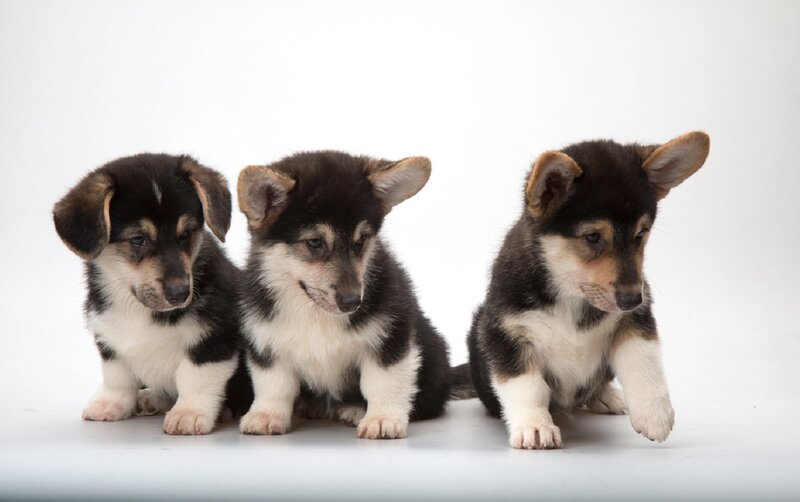 Three Corgi Puppies — Black