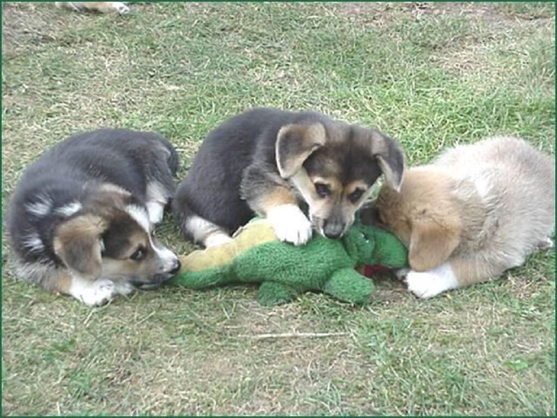 Three Corgi Puppies — Green