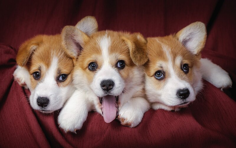 Three Corgi Puppies — Red, Calm