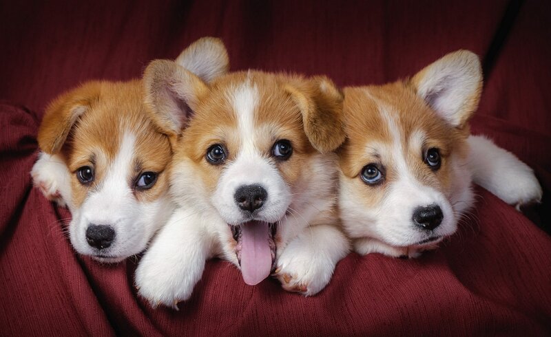 Three Corgi Puppies — Red