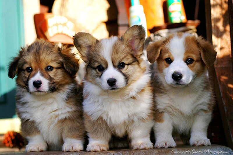 Three Corgi Puppies