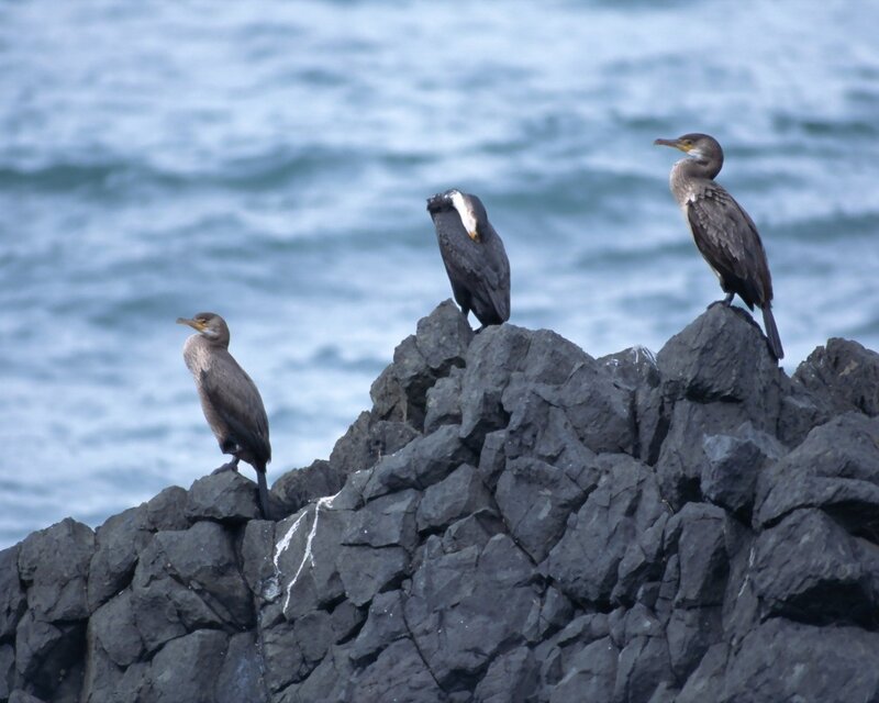 Three cormorants on a rocky outcrop