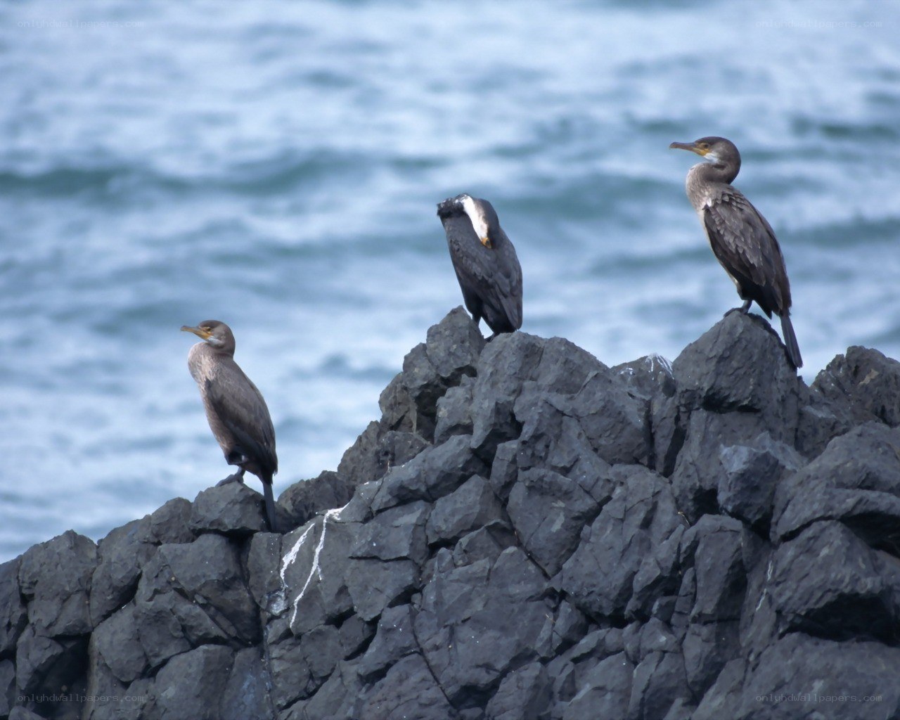 Three cormorants on a rocky outcrop