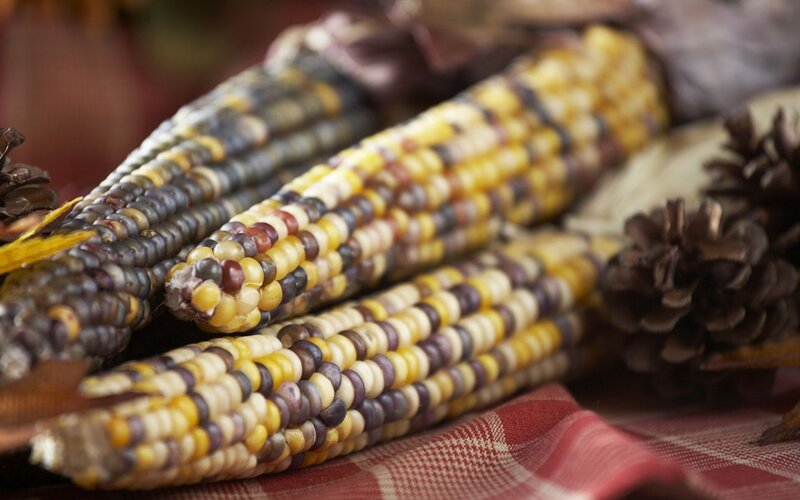 Three Corn Cobs