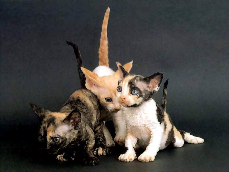 Three Cornish Rex Kittens