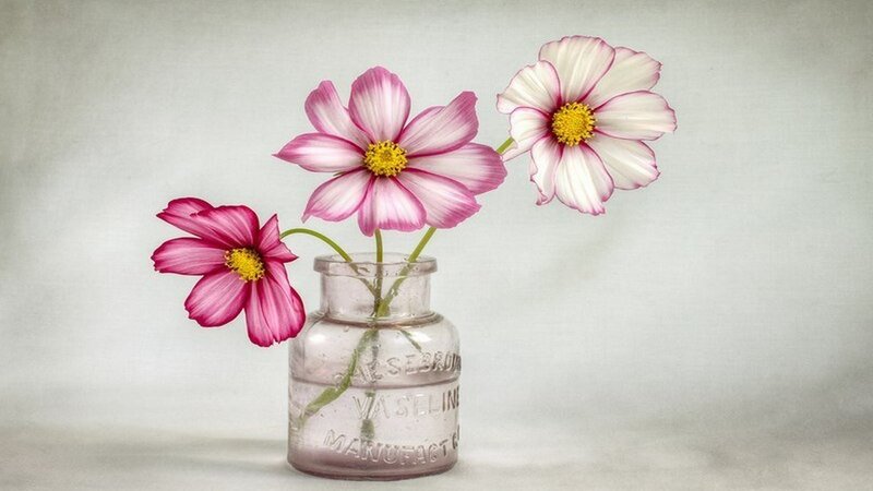 Three Cosmos Flowers — Pink, Serene