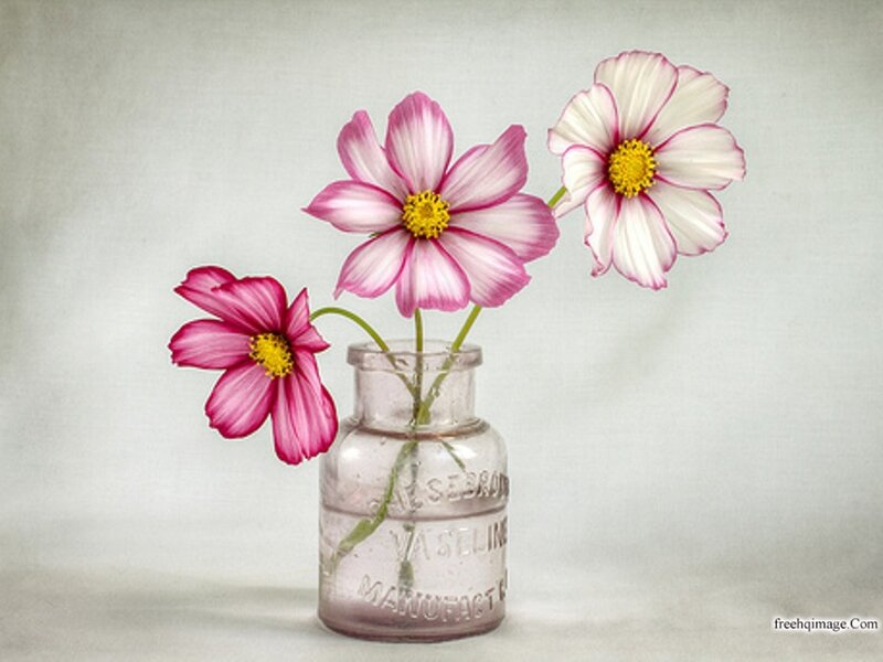 Three Cosmos Flowers — Pink