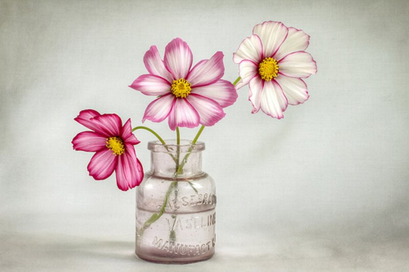 Three Cosmos Flowers