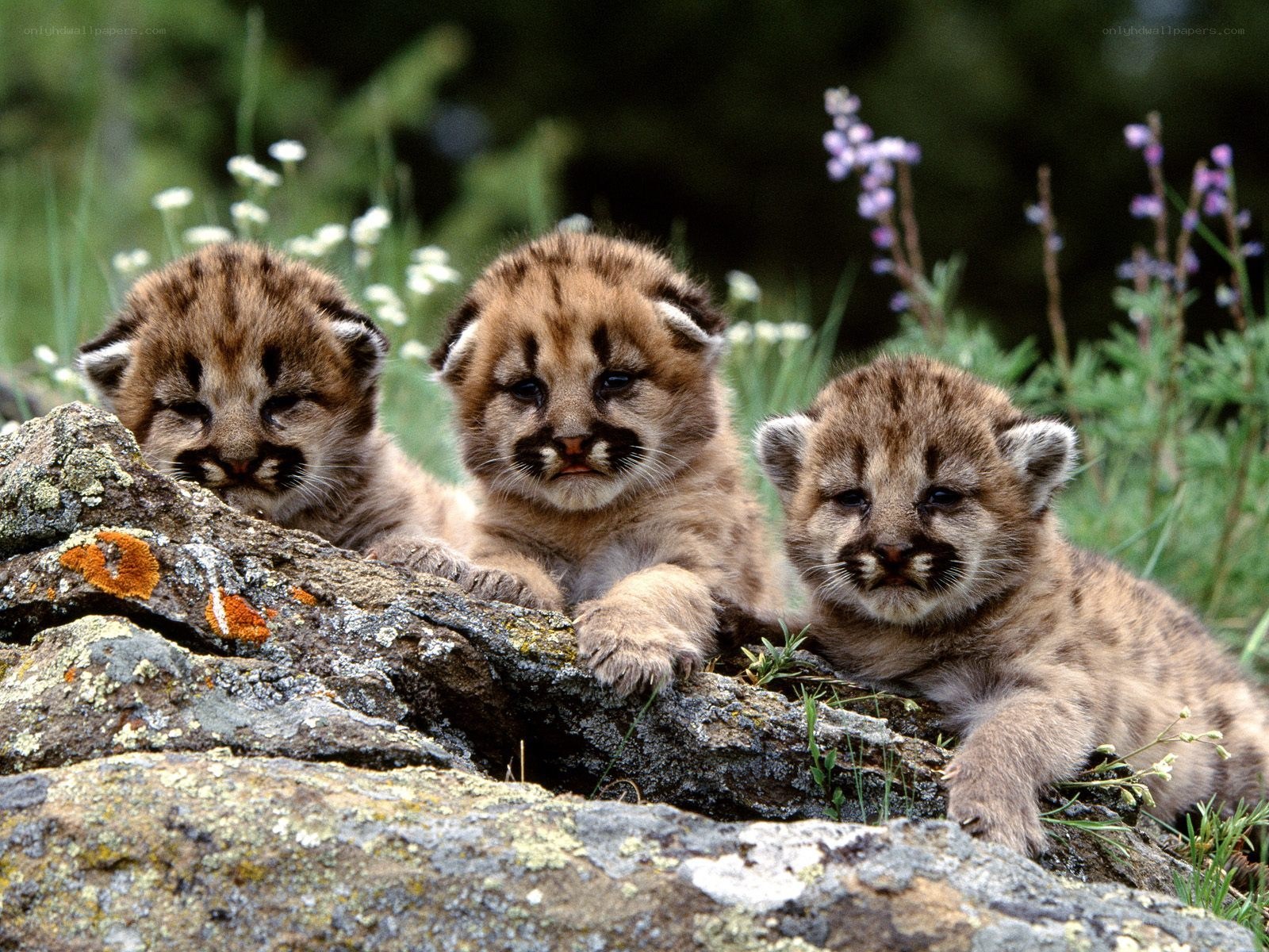 Three cougar cubs on a rock