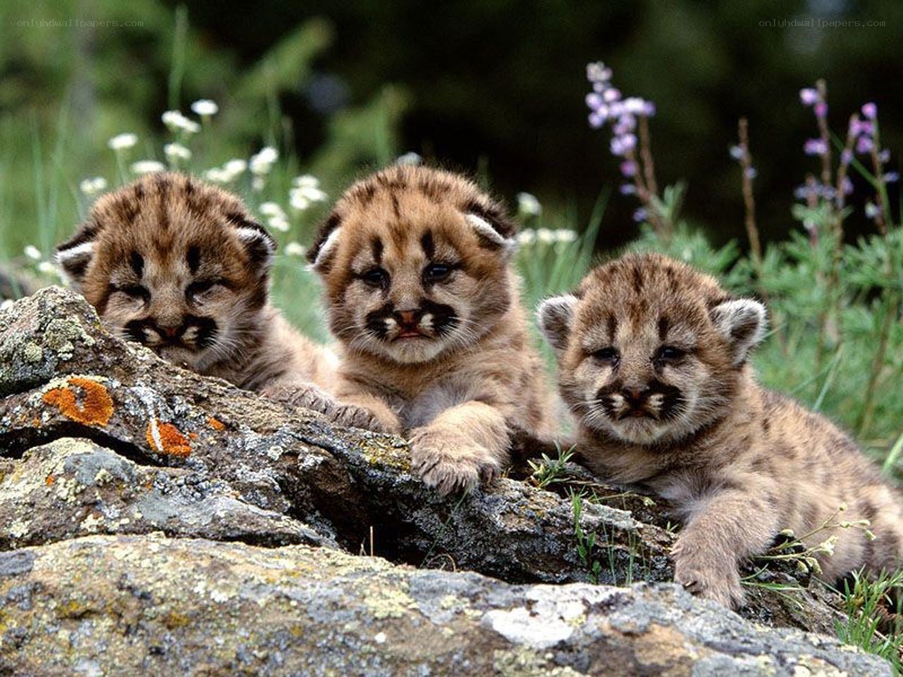 Three cougar cubs on a rock