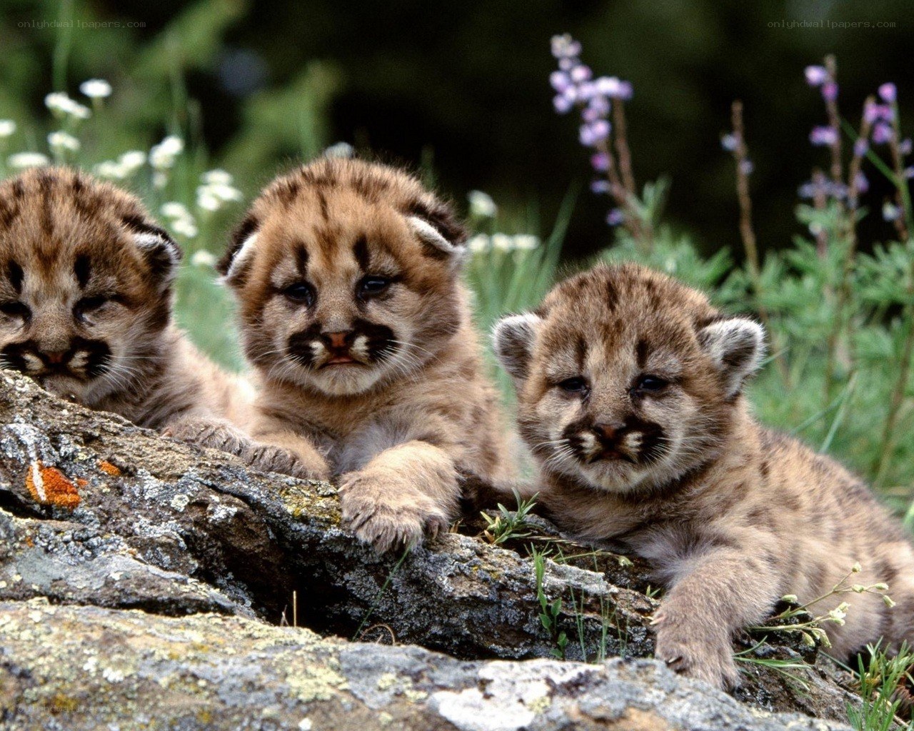 Three cougar cubs on a rock